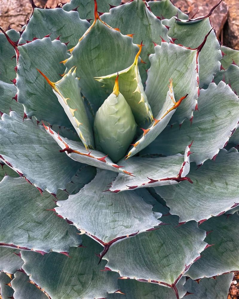 Agave (Agave Parryi)