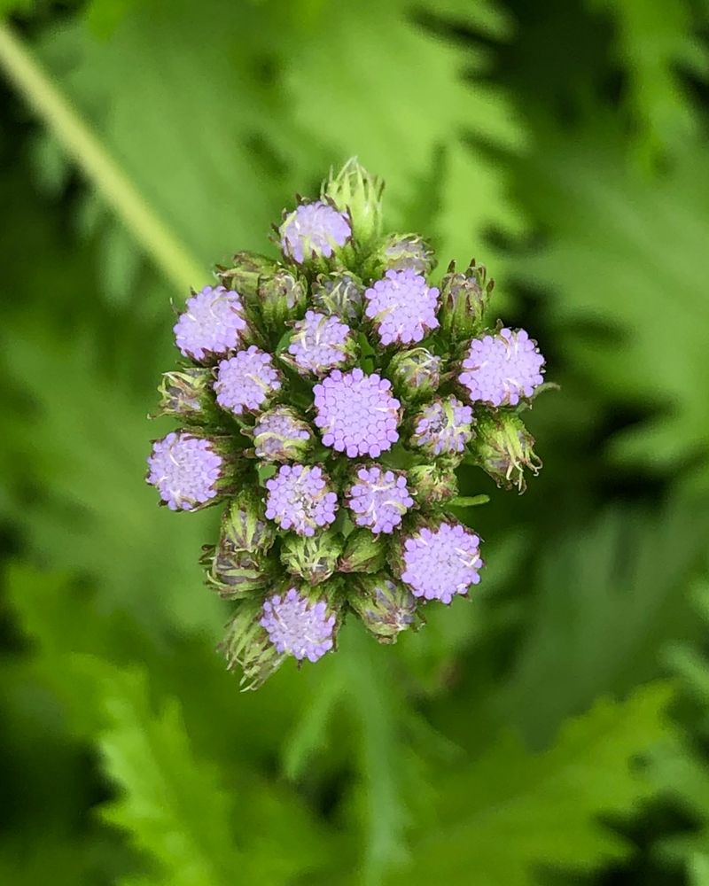 Gregg's Mistflower (Conoclinium Greggii)