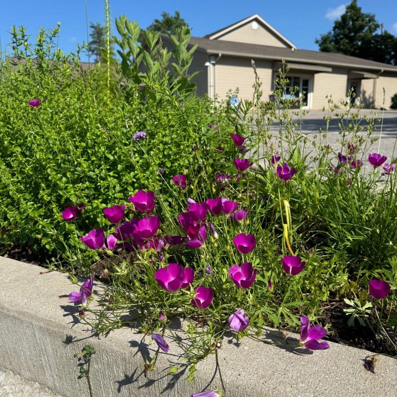 Winecup (Purple Poppy Mallow)