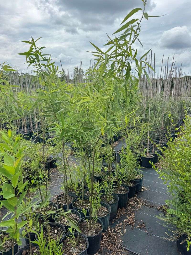 Carolina Willow Loving Moist, Low-Lying Areas