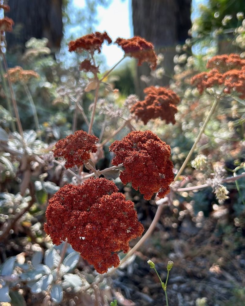 California Buckwheat