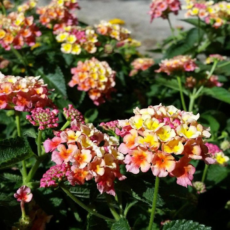 Lantana