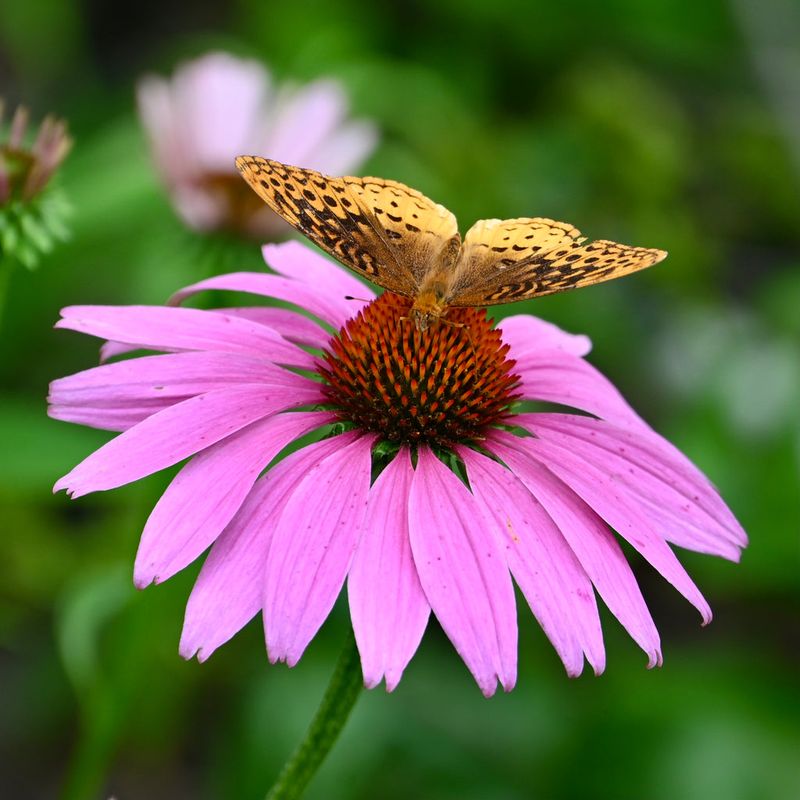 Purple Coneflower
