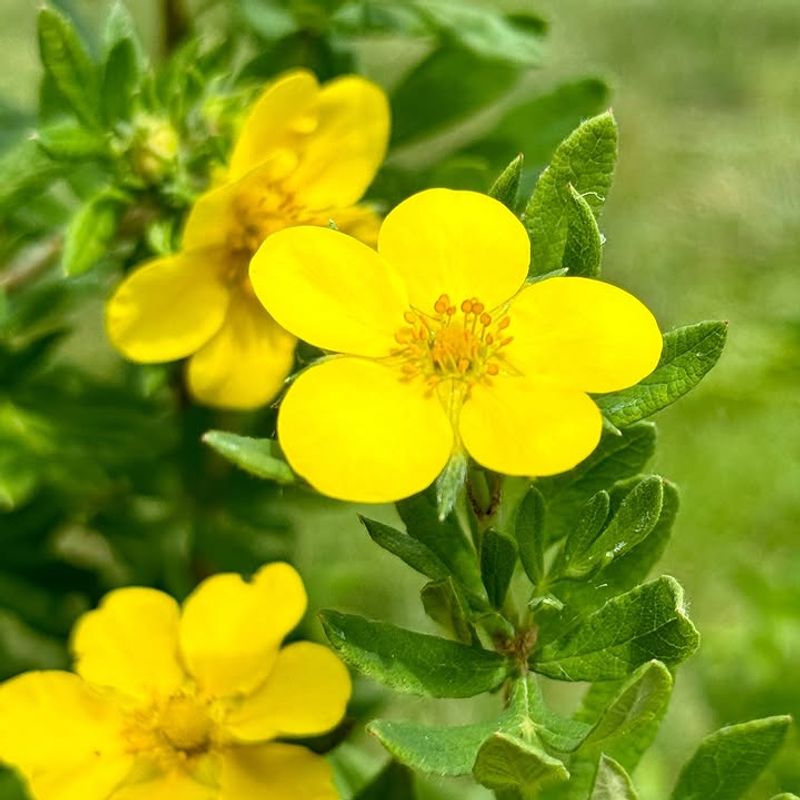 Cinquefoil