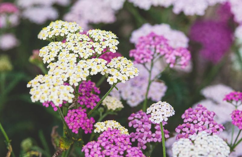 Yarrow