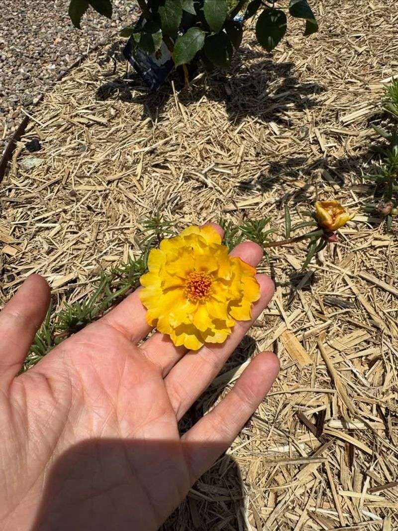 Moss Rose (Portulaca)