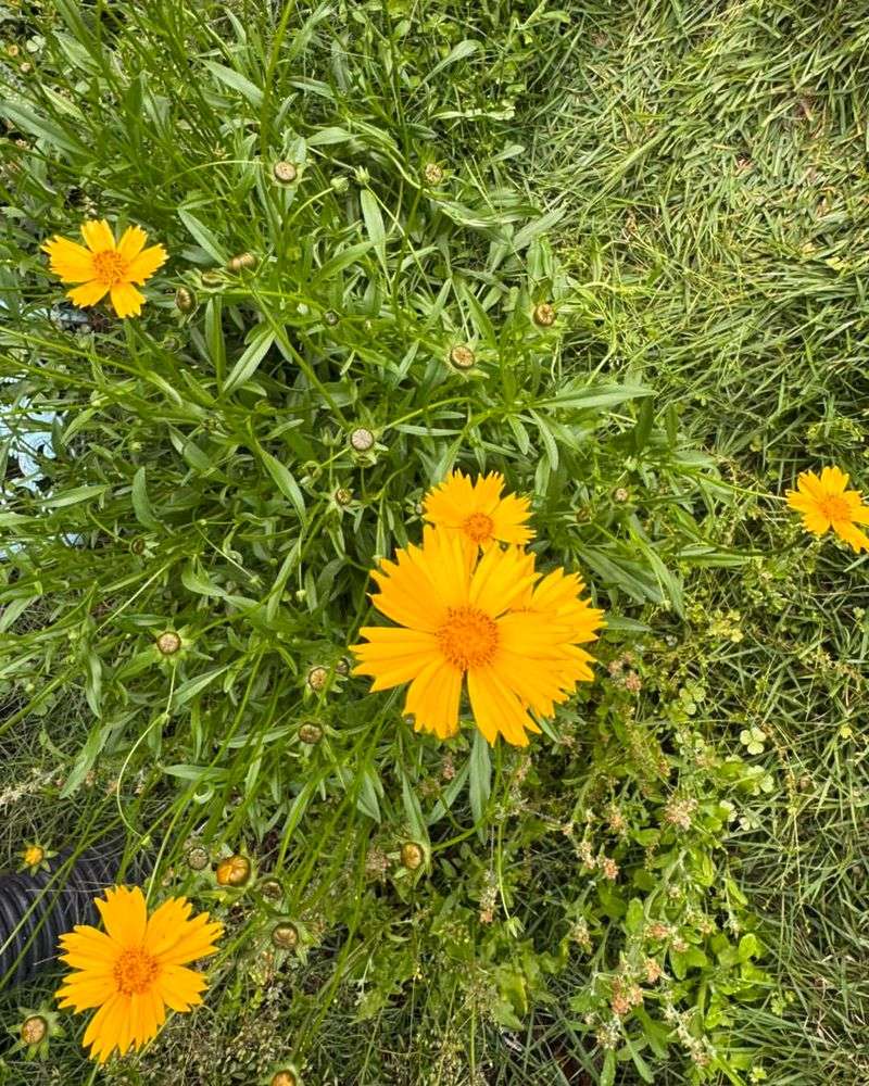 Coreopsis (Coreopsis lanceolata)