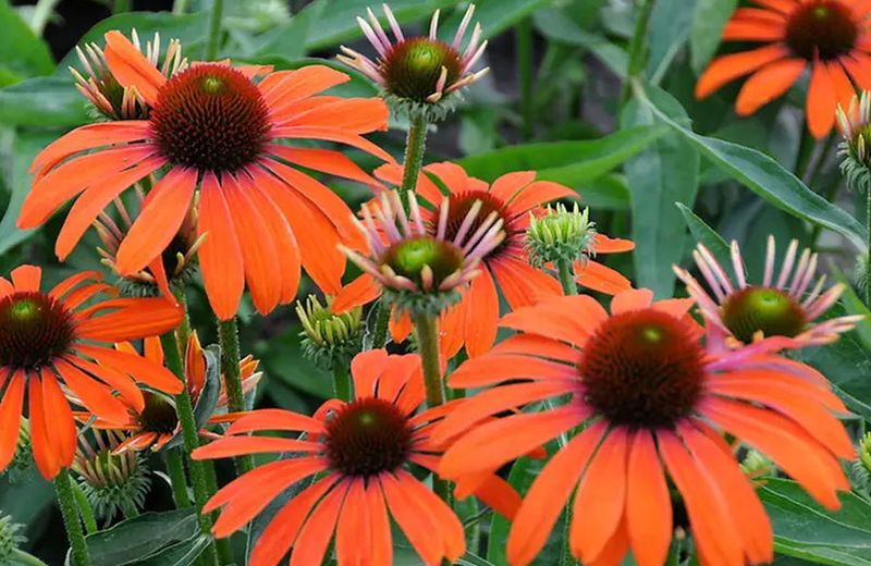 Orange Coneflower (Rudbeckia Fulgida)