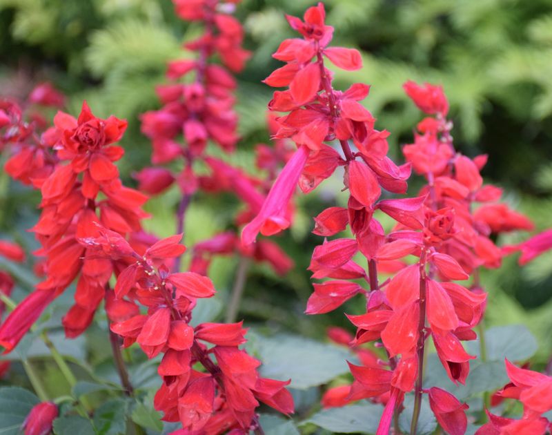Salvia Brings Color And Pollinators Without The Work