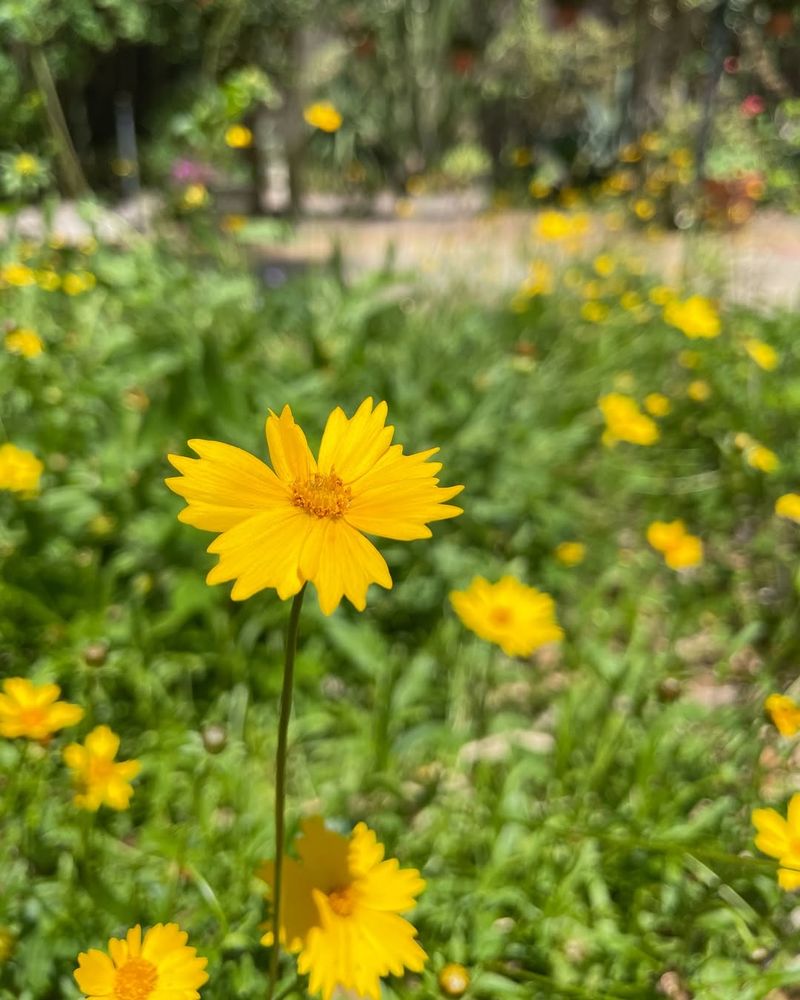 Lanceleaf Coreopsis Flowers Reliably In Open Sunny Areas