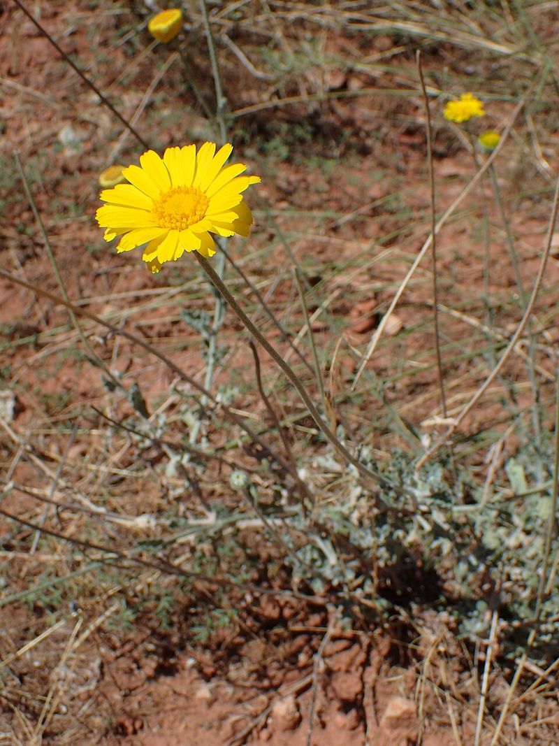 Desert Marigold Thrives In Native Soil With Almost No Care