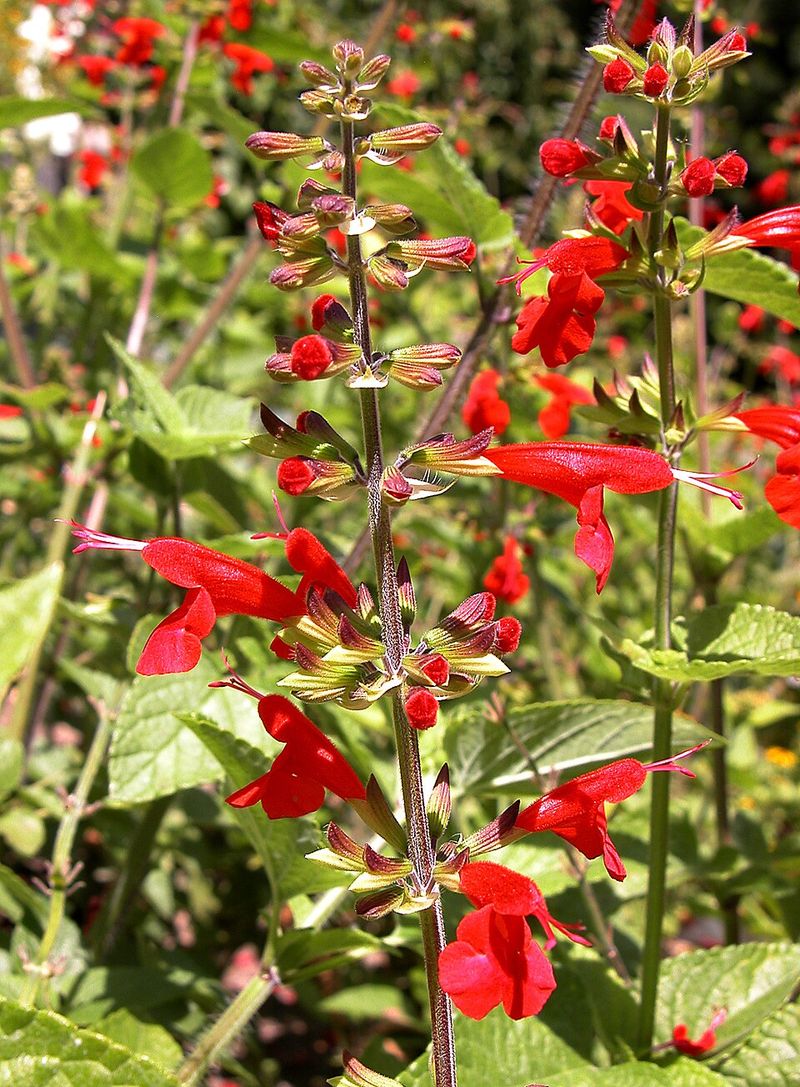 Tropical Sage Brings Color Without The Fuss