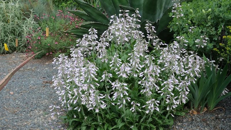 Penstemon That Hummingbirds Can’t Resist