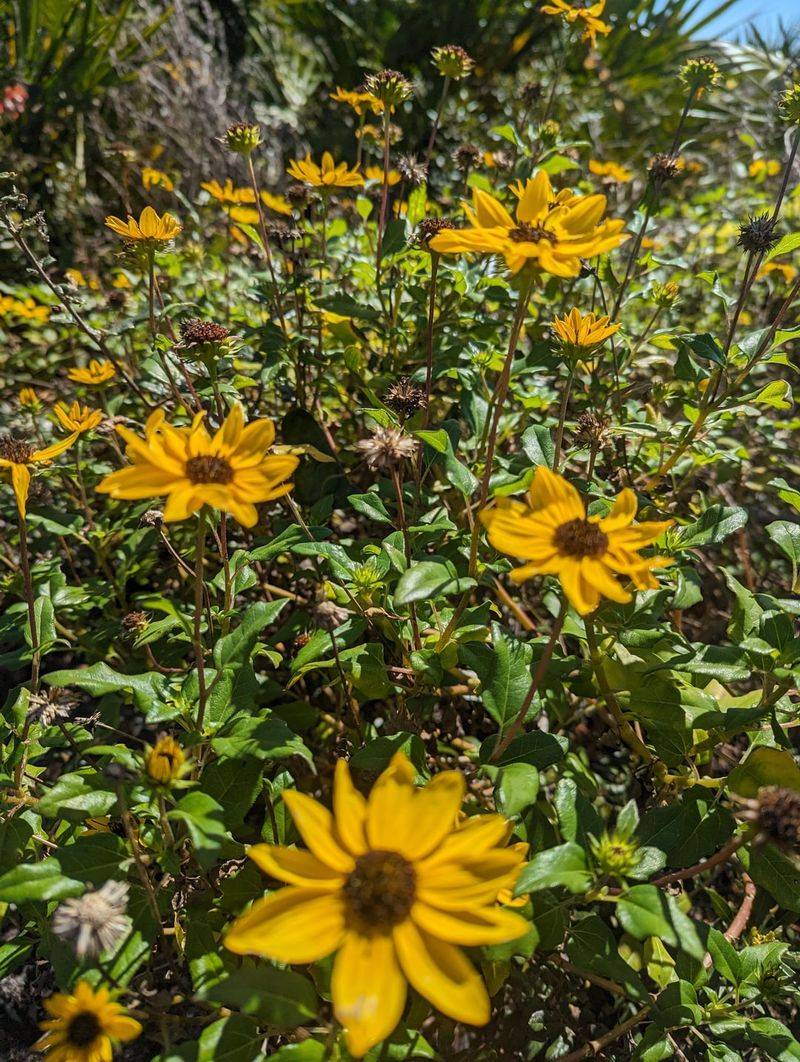 Beach Sunflower Spreads Fast With Sunny Yellow Flowers