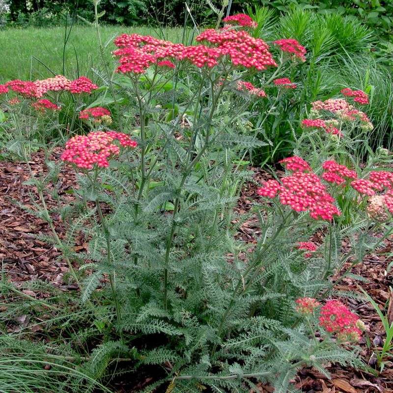 Yarrow Handles Heat With Weeks Of Blooms