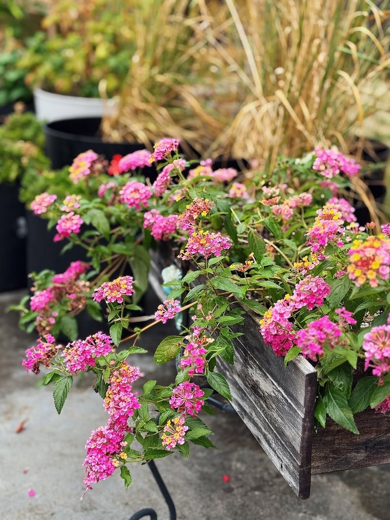 Lantana Produces Continuous Color In Hot Weather