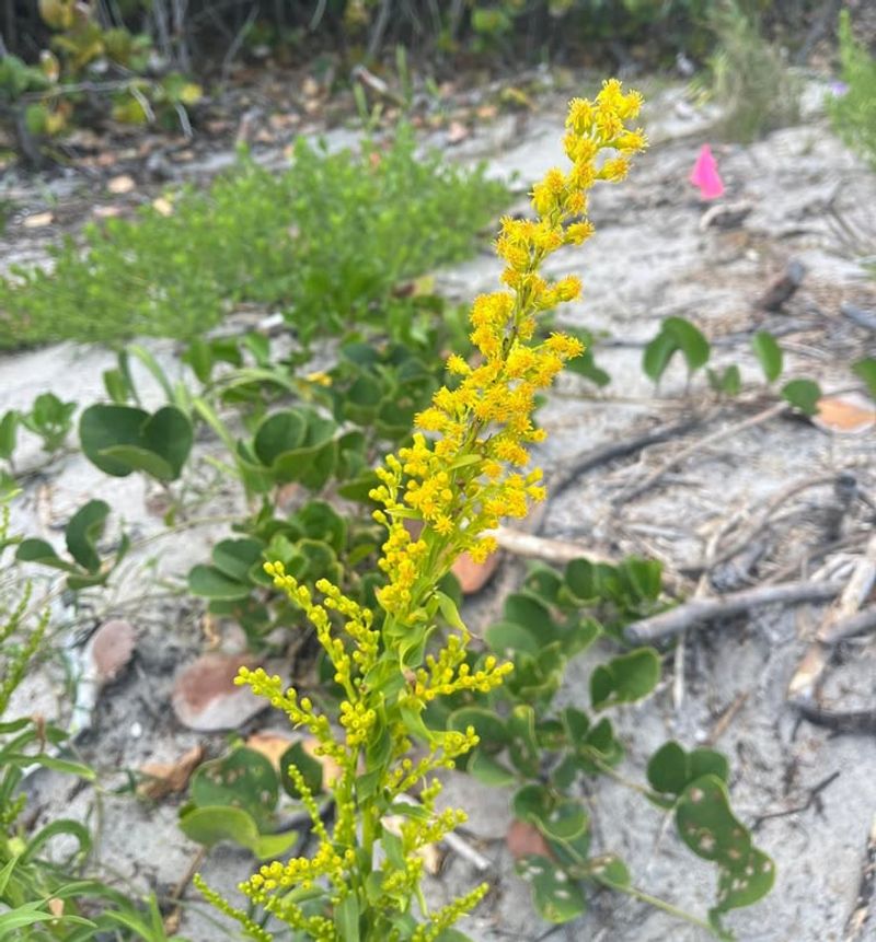 Seaside Goldenrod