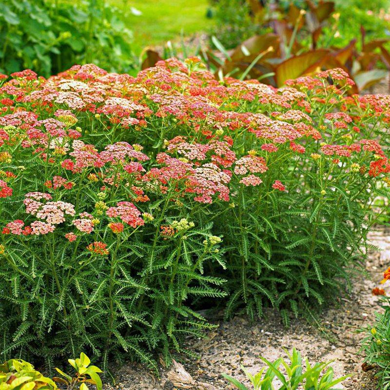 Yarrow Pushes Out A Fresh Flush Of Blooms