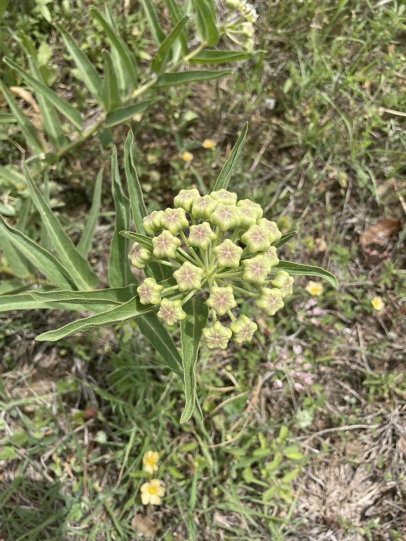Desert Milkweed Germinates In Warm Soil