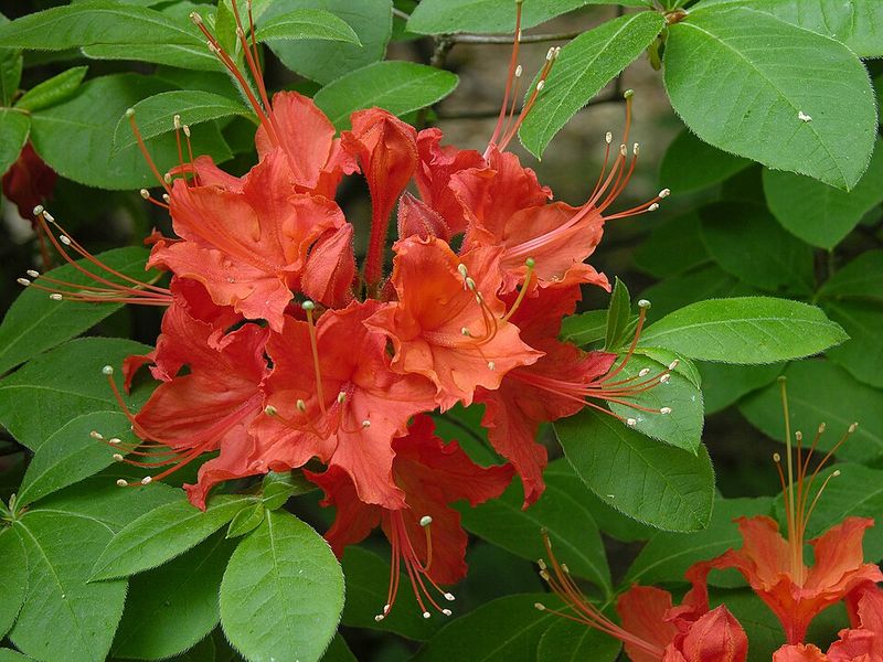 Azaleas Struggle With Desert Heat And High pH Soils