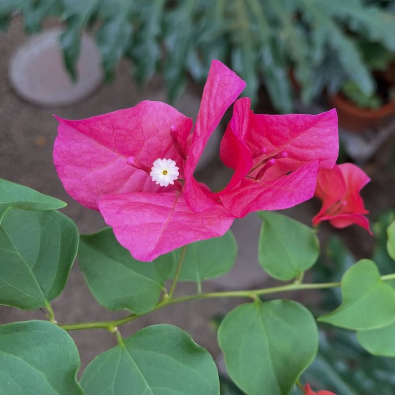 Paperflower That Holds Onto Its Color