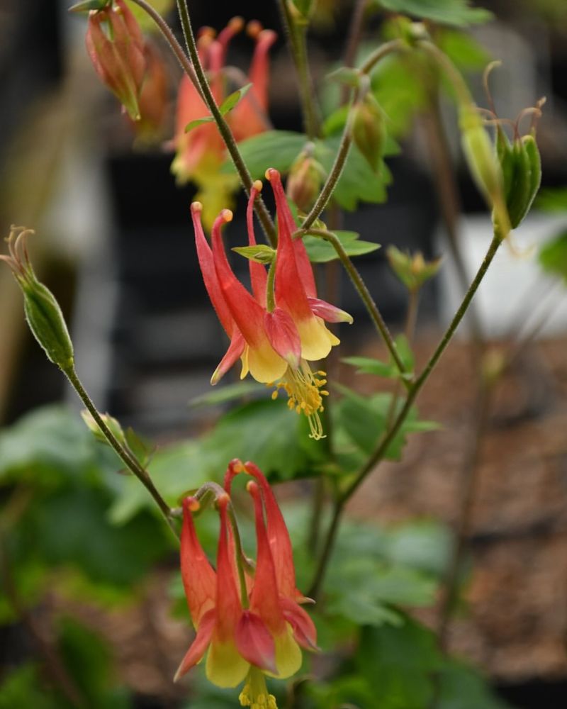 Eastern Columbine Blooms Early And Handles Partial Shade Well
