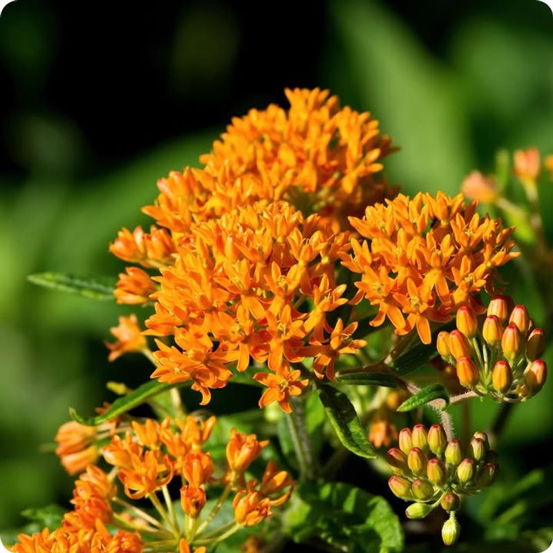 Butterfly Weed Handles Heat And Supports Pollinators