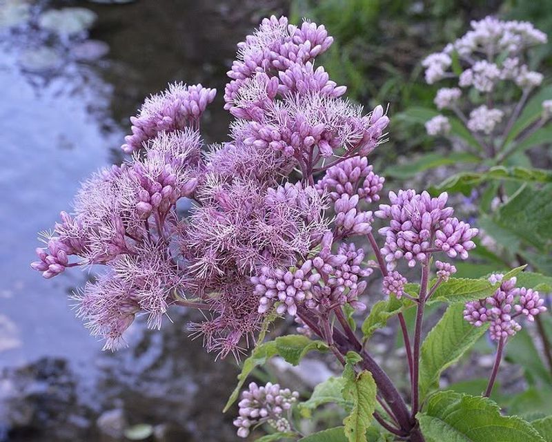 Joe Pye Weed That Towers With Soft Color