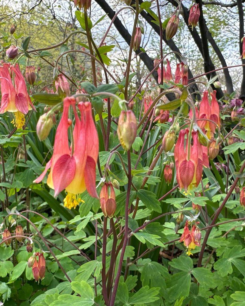 Columbine