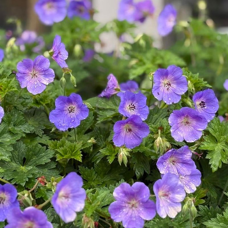 Hardy Geraniums