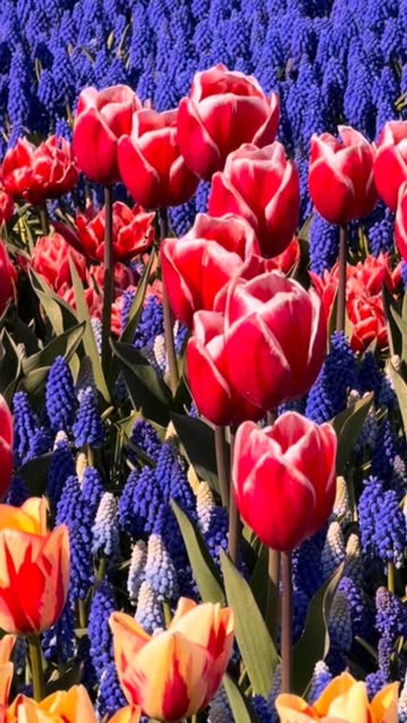 Grape Hyacinth And Early Tulips