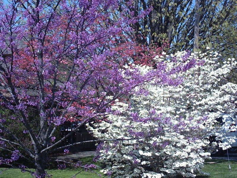 Flowering Dogwood And Eastern Redbud