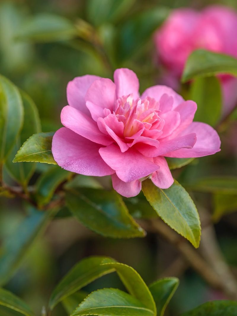 Camellia Flowers Well In Partial Shade Conditions