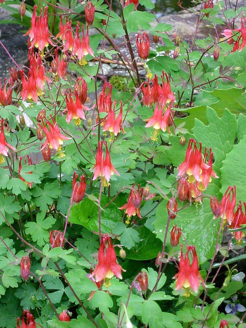 Columbine Thrives In Light Shade And Dry Spots