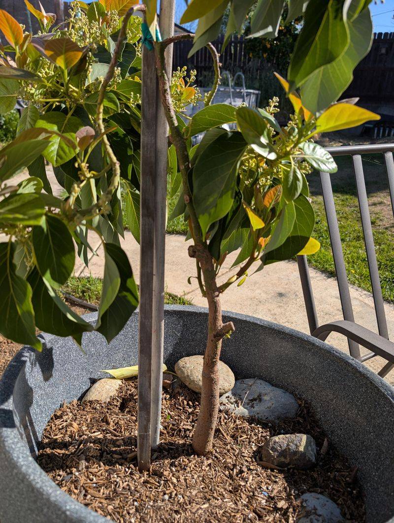 Check Soil Before Watering