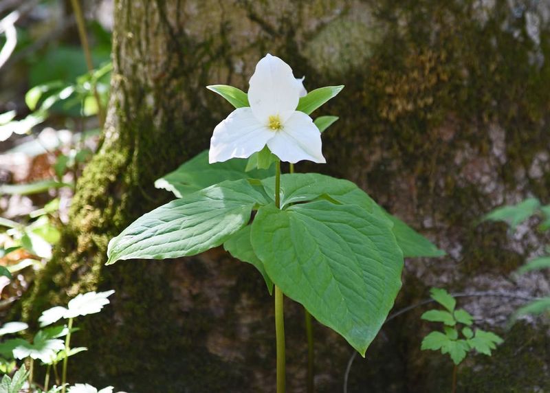 Large-Flowered Trillium (Trillium grandiflorum)
