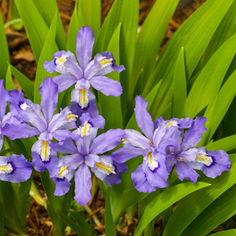 Dwarf Crested Iris (Iris cristata)