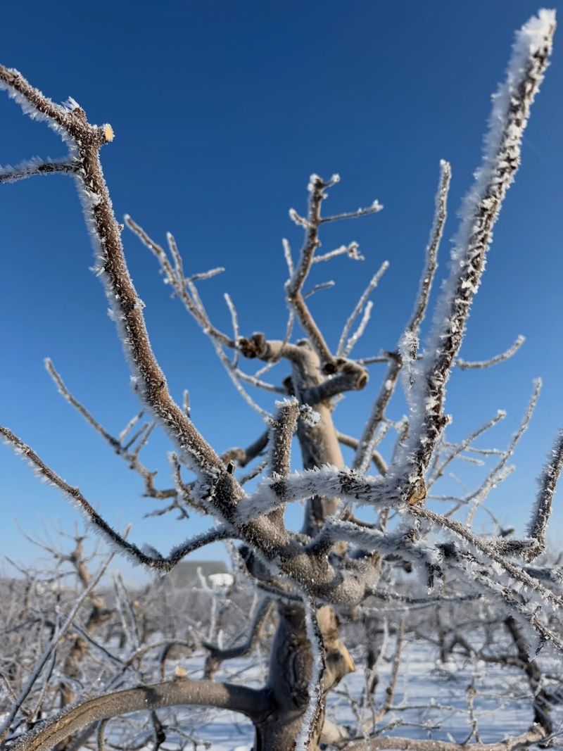 Not All Apple Varieties Respond The Same To Frost