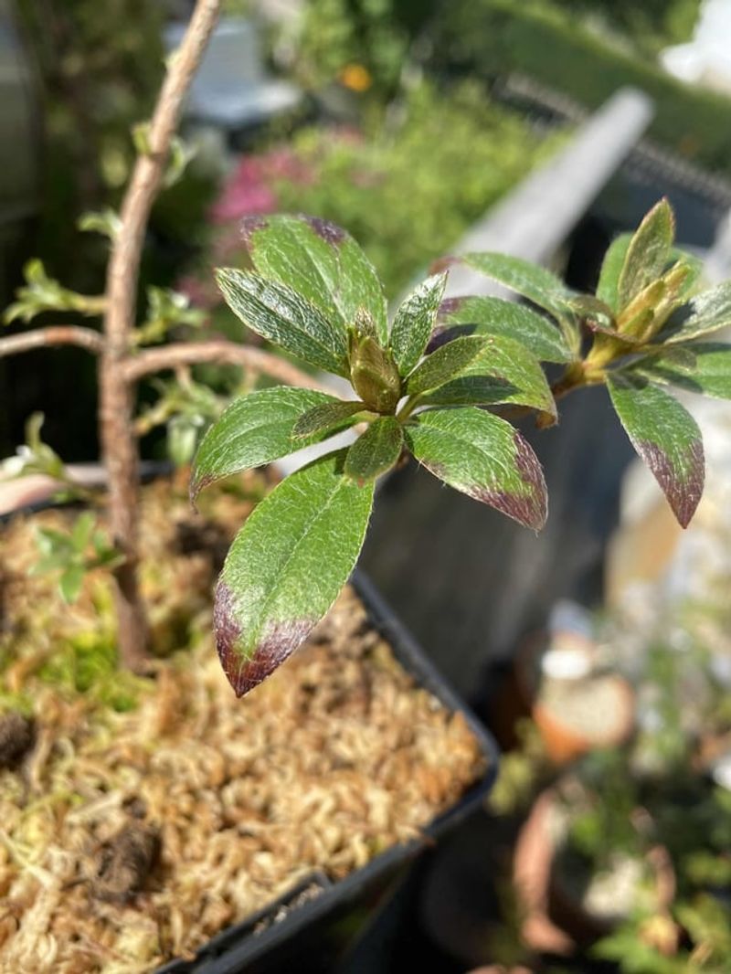 Leaf Drop Increases During Warm, Bright Days