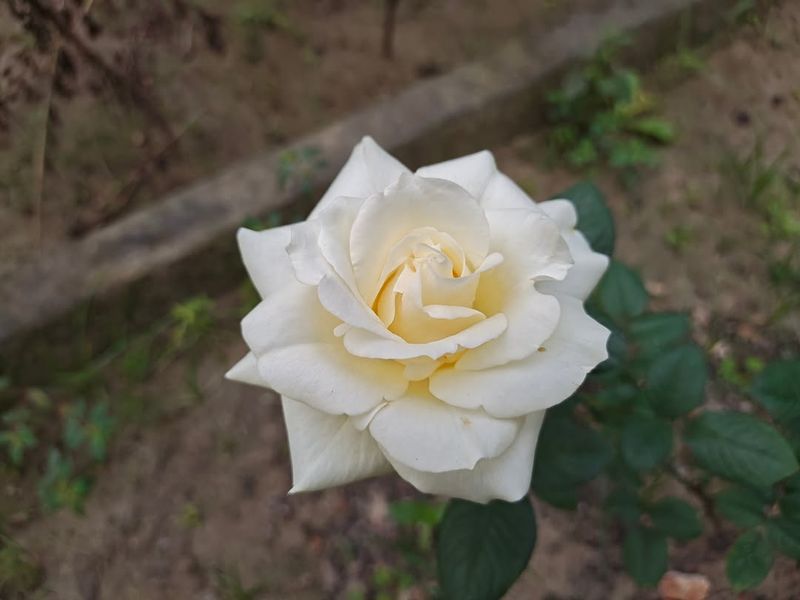 Rose Pushes Out Stronger Growth And Better Buds