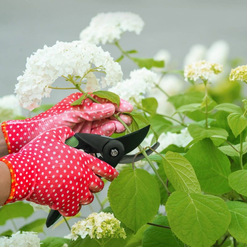 Cutting Hard Actually Produces Bigger, Bolder Blooms