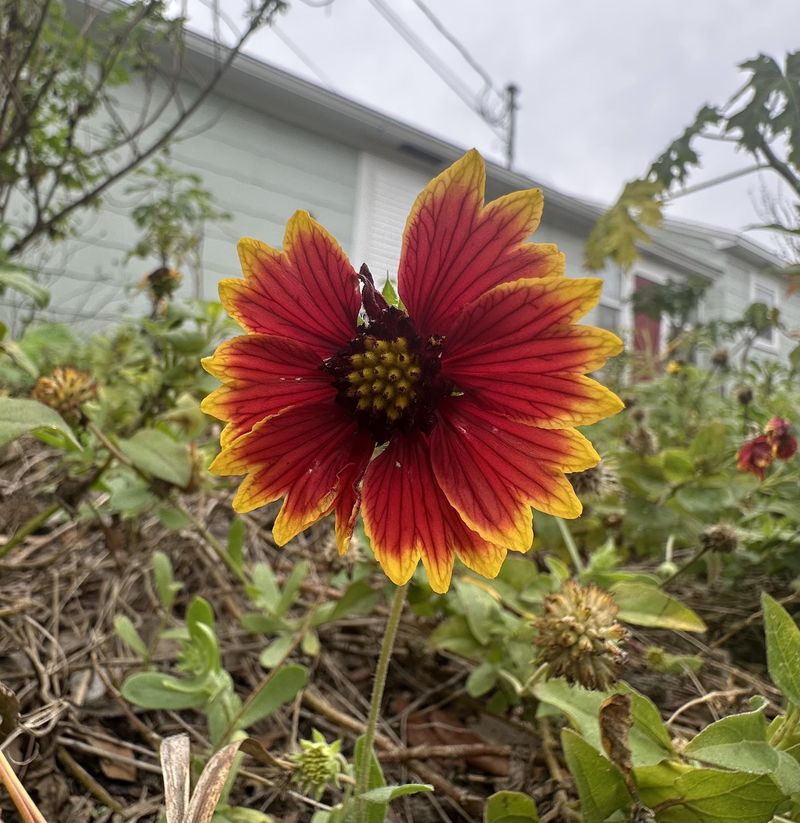 Usually Has No Major Pest Or Disease Problems