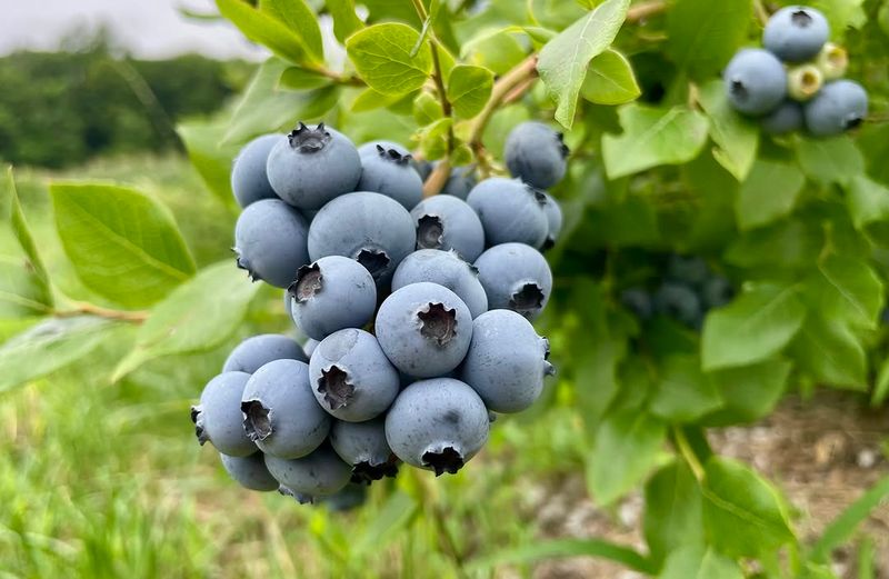 Supplemental Water During Fruit Formation