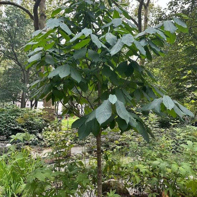 Common Pawpaw (Asimina Triloba)