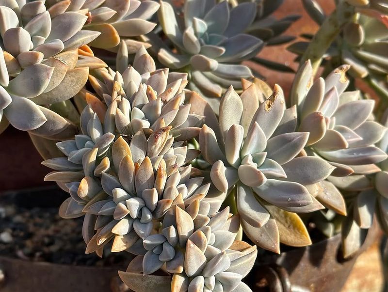 Ghost Plant (Graptopetalum Paraguayense)