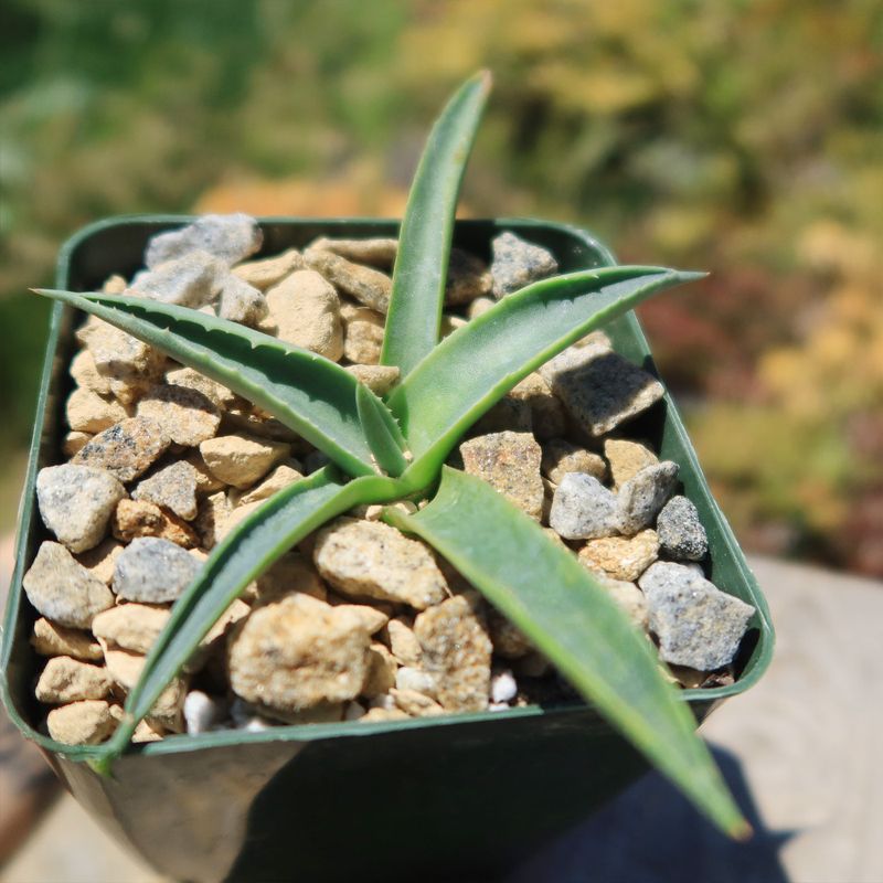 Parry's Agave Tolerates Extreme Heat And Dry Conditions