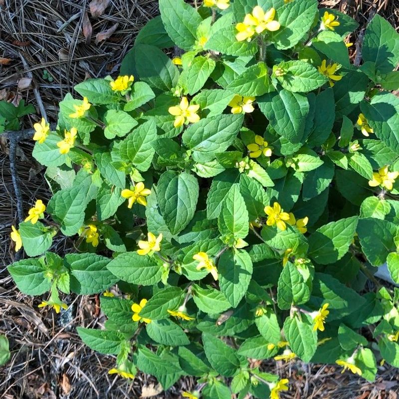 Green-And-Gold (Chrysogonum Virginianum)