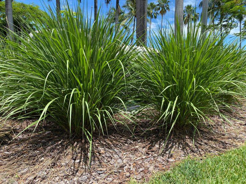 Fakahatchee Grass Brings Height Without The Work