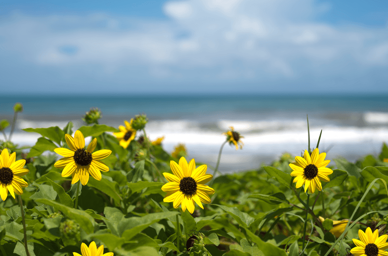 Beach Sunflower Keeps Blooming In Tough Florida Conditions
