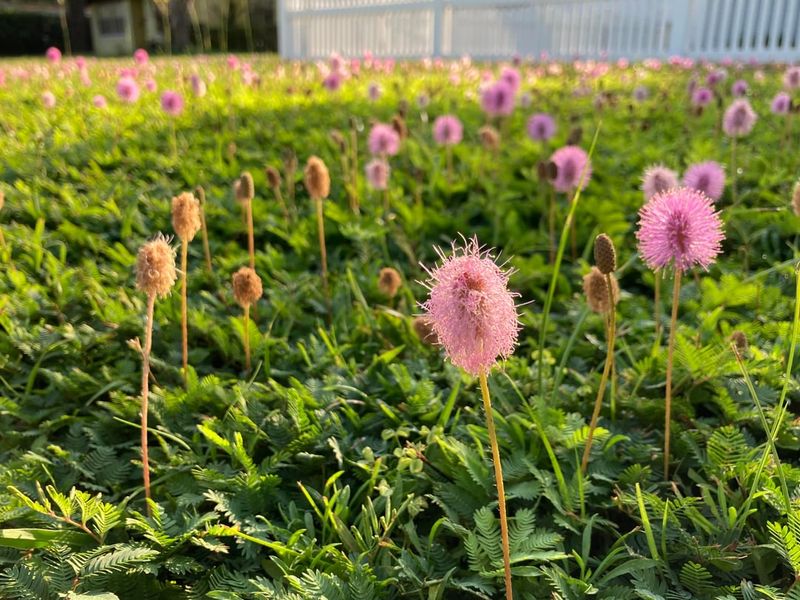 Sunshine Mimosa Creates A Groundcover That Stays Manageable